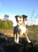 Miniatur Australian Shepherd