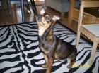 7 monate alter Pinscher-Mix sucht neues zu Hause