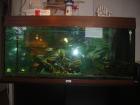 Juwell Aquarium 160-180 liter