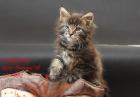 Klassic&Blue Maine Coon Kitten-super