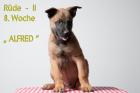 A-Wurf - Belgischer Schäferhund - MALINOIS