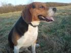 Beagle Rüde sucht Freundin für romantische Stunden