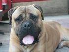 Bullmastiff Rüde mit perfekter genetischer Stammung,  starkem Knochen und guter 