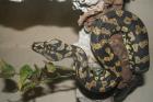 Moralis s.variegata 1.1 (Teppichpython-Crossing)