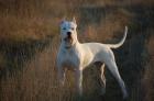 Dogo Argentino wunderbare und kerngesunde Welpen