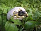 Griechische Landschildkrötenbabys