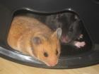 Goldhamsterkinder suchen ein neues Zuhause