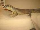 Varanus acanthurus / Stachelschwanswaran