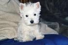 West Highland White Terrier - Welpen mit KfT/VDH Papiere