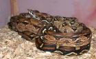 Boa Constrictor Imperator Zuchtpaare - REINRASSIG