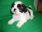 Shih-Tzu Welpen Shih-Tzu Welpen