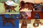 Irish Setter Welpen