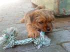 Norfolk Terrier Welpen