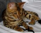 Bengal Kitten