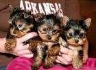 Biete YorkshireTerrier Welpen mit Stammbaum !