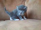 Maine Coon Kitten m.P.