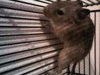 4 babydegus suchen dringend ein zu Hause