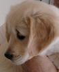 Golden Retriever Welpe abzugeben