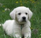 Reinrassige Labrador welpen (165EUR)