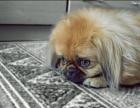 Süßer Pekinese (Deckhund) sucht Hündin