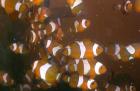 Biete Amphiprion ocellaris, Clownfisch, NEMO