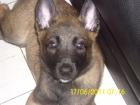 4 Malinois-Welpen