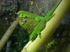 Großer Mad. Taggecko (Phelsuma grandis) Jungtiere von2021