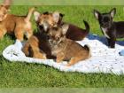 ``SuperSüsse Reinrassige Mini Chihuahua Babys fur 165 euro in (Langhaar und. Kur