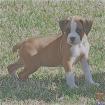 Suche Boxerwelpe