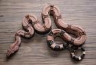 1.1 Boa c. constrictor Red Coral Linie Lemnitzer Nachzucht2021 abzugeben