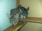 Suche ein nettes Zuhause für meine beiden weiblichen Chinchillas (inkl. Käfig)