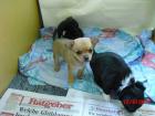  ♥ ♥ Kleine Chihuahua Welpen Babys abzugeben ♥ ♥