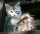 Maine Coon Babys (Hamburg)