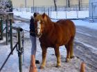 Haflinger Wallach zu verkaufen