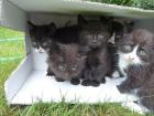 4 Katzenbabys suchen neues Heim