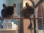 2 Chinchillas zu verkaufen mit Käfig und Zubehör