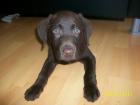 Labrador Welpe 8 Wochen