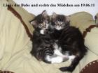 Unsere zwei Maine Coon Babys suchen ein neues zu Hause