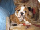 English Bulldog Welpen suchen ein neues Zuhause