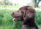 Flat Coated Retriever Welpen in Sicht....