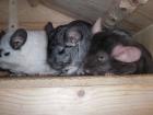 Chinchillas suchen neuen Pelletspender