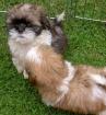 Shih tzu  -Welpen suchen zweibeiner zum liebhaben und mehr........... 