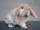 NHD   Mini Lop Widder