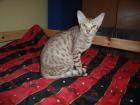 Wir geben unsere Brighty, cinnamon silver spotted Ocicat, ab !