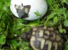 Griech. Landschildkröten THB naturnahe Zucht