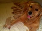 Golden Retriever Welpen