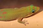 Phelsuma laticauda-Geckos Paar 80 EUR mit Terrarium möglich