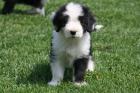 Bearded Collie Welpen ab sofort abzugeben