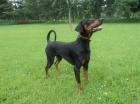 DECKRÜDE - Wunderschöner reinrassiger,  kräftig gebauter Dobermann bietet sich a