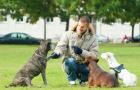 Gassiservice/ Hundeausführservice- DogTraining4Life